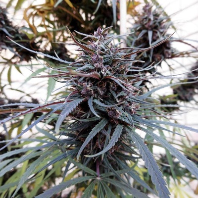 Ace Seeds Purple Haze x Malawi regular 10ks semienka neobsahujú THC