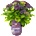 Forever & Ever® Macrophylla Purple Forever & Ever®