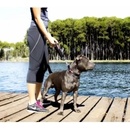 EzyDog Mongrel