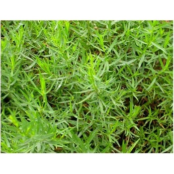 Palina dračia - Estragon - semienka Estragonu - rastlina Artemisis dracunculus - 500 ks