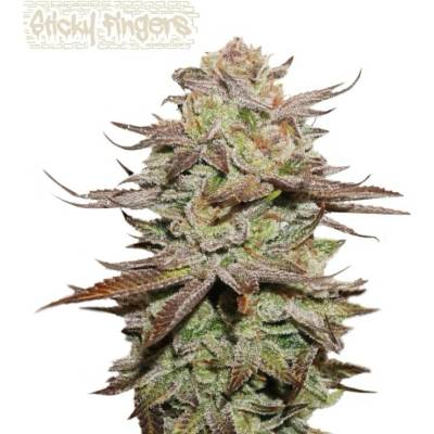 Seedstockers Superior Sticky Fingers AUTO semena neobsahují THC 3 ks