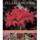 Pelargoniums