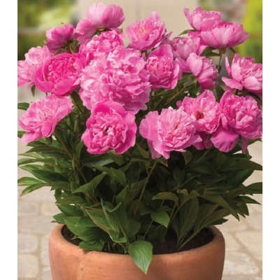 Pivoňka Patio Rome Paeonia lactiflora prodej cibulovin 1 ks