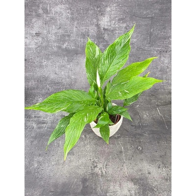 Spathiphyllum Diamond 12 cm (Lopatkovec Toulcovka)