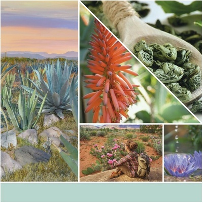 Yankee Candle Signature Aloe & Agave 567g