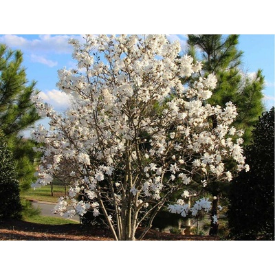 Magnólia Stellata 100-130cm, kont. 10 l