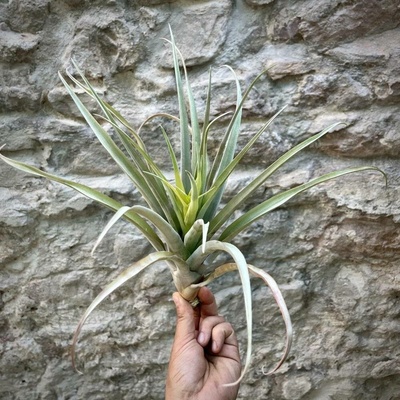 Tillandsia capitata Yellow