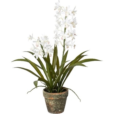 Člnatec orchidea biela v kvetináči, 50cm