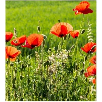 DIMEX ART s. r. o Флизелинов фототапет маково поле 225 x 250 см