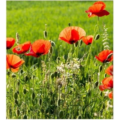 DIMEX ART Флизелинов фототапет маково поле 225 x 250 см