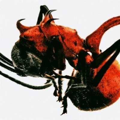 QM - Ant - CD