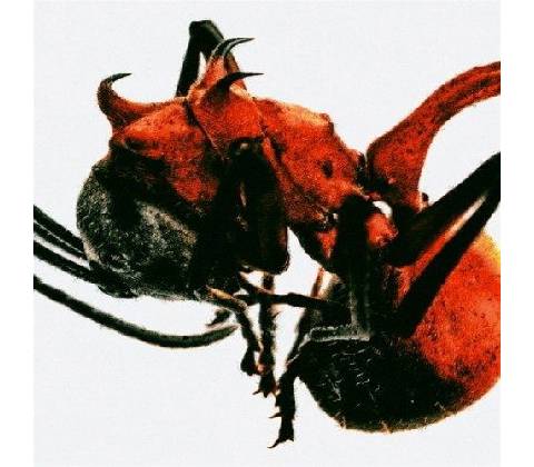 QM - Ant - CD
