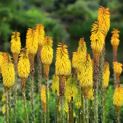 Mnohokvět Minister Verschuur Kniphofia prostokořenné sazenice mnohokvětu 1 ks