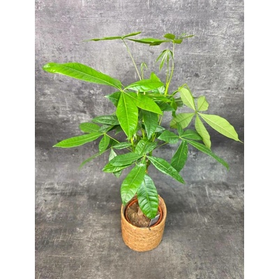 Pachira Aquatica, strom štěstí 14 cm (Dřevina, která miluje suché nohy)