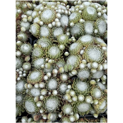 Sempervivum arachnoidemum tomentosum - netřesk