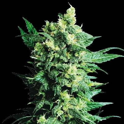 Sensi Seeds Shiva Shanti II Regular semena neobsahují THC 10Ks