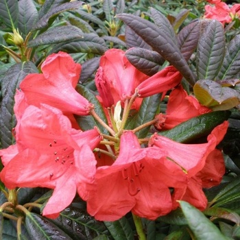 Rododendrón ´Elizabeth´