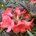 Rododendrón ´Elizabeth´