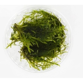 Vesicularia dubyana
