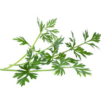 Veritable Вложка за семена Lingot билки необичаен римски кимион (VLIN-O10-Cum042)