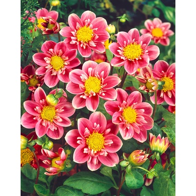 Jiřina 'Hartenaas' 1 ks – Zboží Dáma