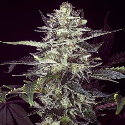 High Speed Buds Brain Stroke AUTO semena neobsahují THC 3 ks
