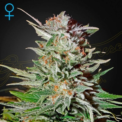 Green House Seed Super Lemon Haze Auto semienka neobsahujú THC 10 ks
