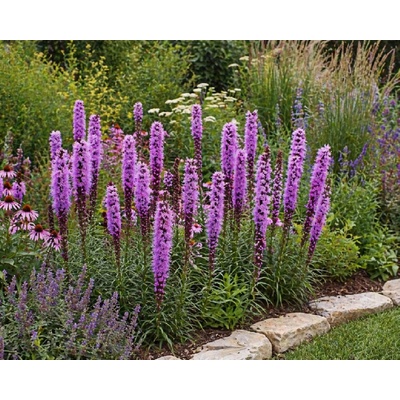 Šuškarda 'Liatris spicata Kobold' v kvetináči