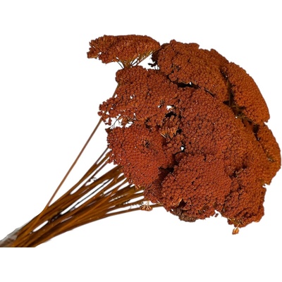 Stabilizované kvety Rebríček - Achillea 200g - oranžová