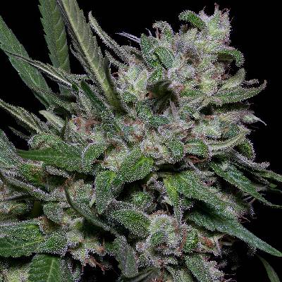 Big Head Seeds Girl Scout Cookies Semienka neobsahujú THC 10 ks