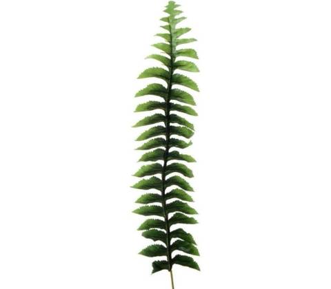 Papraď list - dl. 55 cm