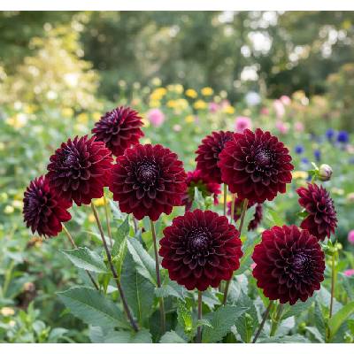 Jiřina 'La Recoleta' 1 ks