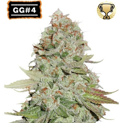 Seedstockers GG#4 AKA Gorilla Glue semena neobsahují THC 1 ks