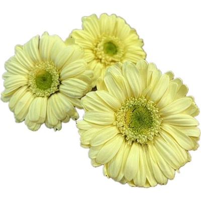 Stabilizované kvety Gerbera - žltá Kus: 1