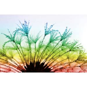DIMEX ART Флизелинов фототапет глухарче с роса 375 x 250 см