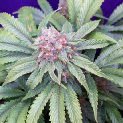Mr. Nice G13 Widow regular semienka neobsahujú THC 15 ks