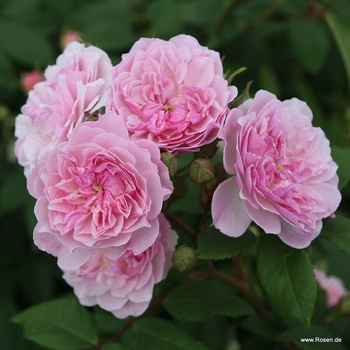 Kordes® Щамбова Роза Romantic Siluetta® - Kordes®