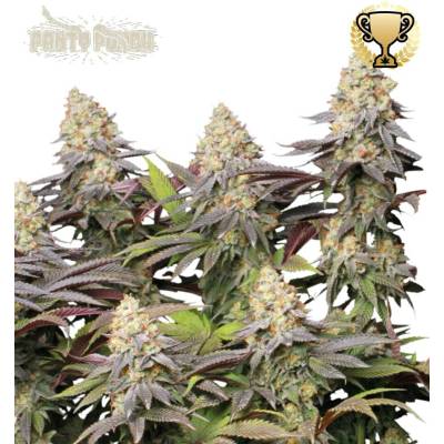 Seedstockers Panty Punch semena neobsahují THC 1 ks