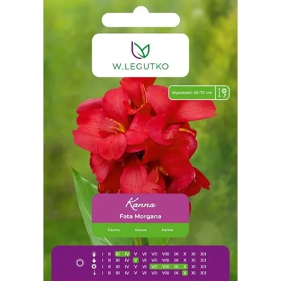 W. Legutko Канна Златно момиче жълто 1 бр