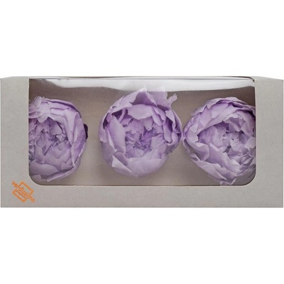Pivonka preparovaná SOFT LILAC