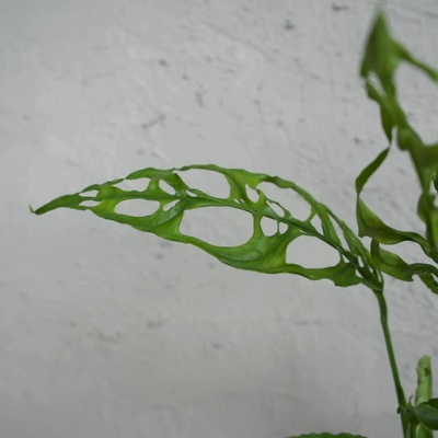 Monstera Obliqua Peru