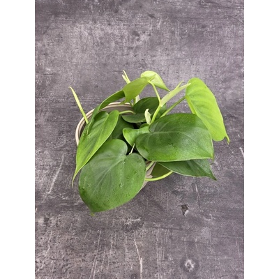Philodendron Scandens 12 cm