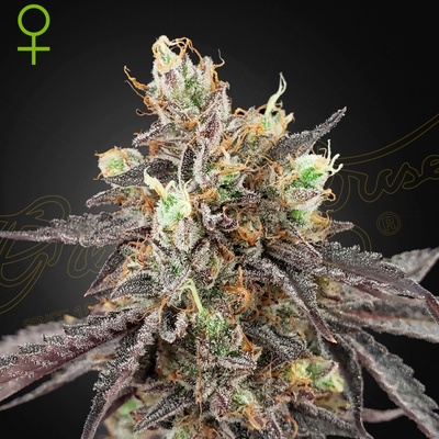 Green House Seeds Gelato 41 x Gelato 41 AUTO semena neobsahují THC 3 ks