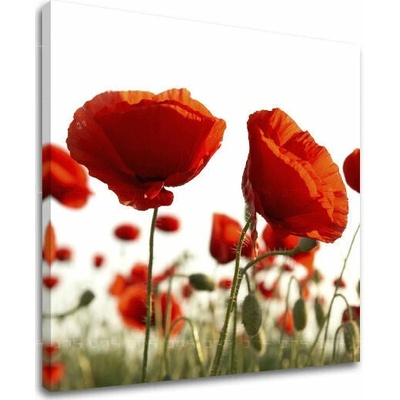 Obraz na stenu KVETY - 40x40