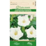 Seklos Датура Бяла Datura metel