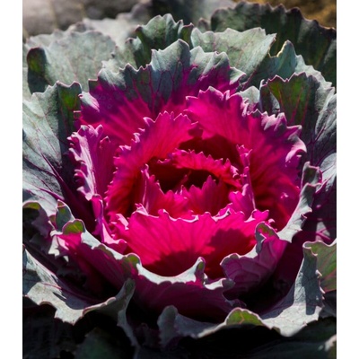 Okrasné zelí Nagoya červené F1 Brassica oleracea prodej semen 20 ks