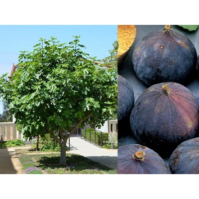 Figovník Brogiotto Nero na 80-100cm kmienku, výška 130-170 cm, kvetináč 10 l