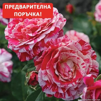 Kordes® Роза Abracadabra®