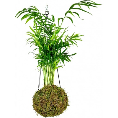 Gardners Kokedama Zelené překvapení (L) - Zachraň Kytku 1 ks