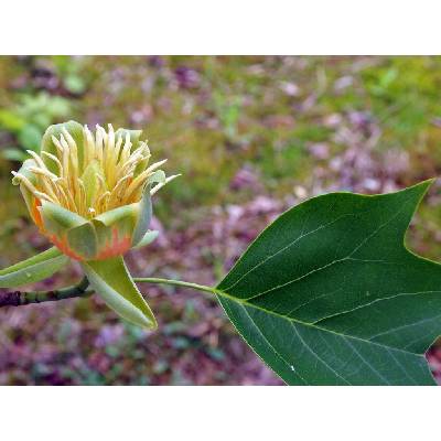 Liliovník tulipánokvětý Zahradnictví: zahradnictvi-flos.cz